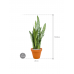 Растение в кашпо Sansevieria zeylanica in Terra Cotta