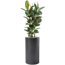 Ficus elastica 'Robusta' in Baq Basic