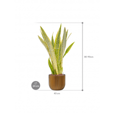 Sansevieria trifasciata 'Lauren' in Capi Nature Groove