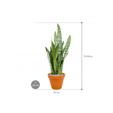 Sansevieria zeylanica in Terra Cotta