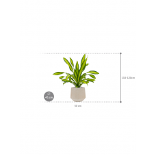 Dracaena fragrans 'Charley' in Baq Raindrop