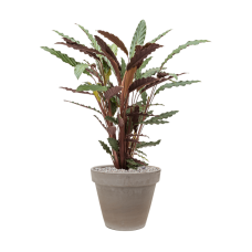 Calathea rufibarba 'Wavestar' in Terra Cotta