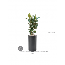 Ficus elastica 'Robusta' in Baq Basic