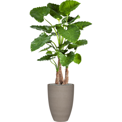 Растение в кашпо Alocasia calidora in Refined