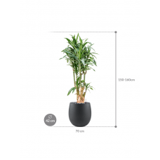 Dracaena fragrans 'Ulises' in Grigio