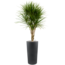 Dracaena marginata in Grigio