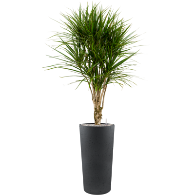 Растение в кашпо Dracaena marginata in Grigio