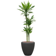 Dracaena fragrans 'Janet Lind' in Baq Polystone Plain