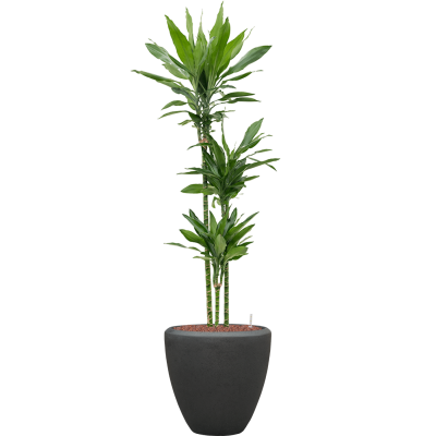 Растение в кашпо Dracaena fragrans 'Janet Lind' in Baq Polystone Plain