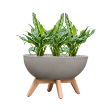 Aglaonema 'Miss Julliete' in Refined Retro with feet