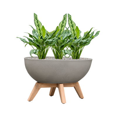 Растение в кашпо Aglaonema 'Miss Julliete' in Refined Retro with feet