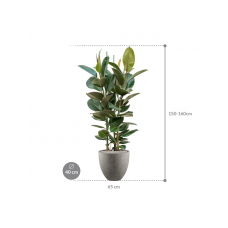 Ficus elastica 'Robusta' in Grigio