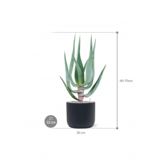 Aloe comosa in Baq Ease