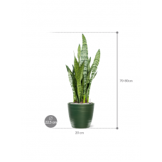 Sansevieria zeylanica in Groove