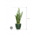 Растение в кашпо Sansevieria zeylanica in Groove