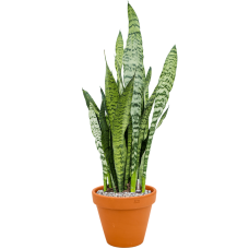 Sansevieria zeylanica in Terra Cotta