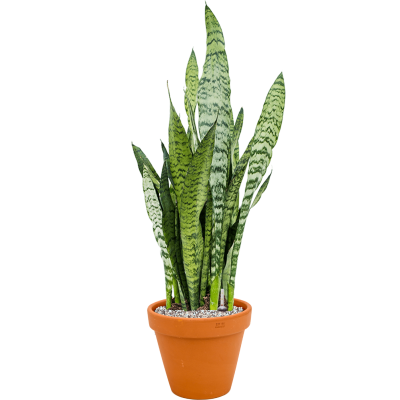 Растение в кашпо Sansevieria zeylanica in Terra Cotta