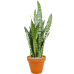 Растение в кашпо Sansevieria zeylanica in Terra Cotta