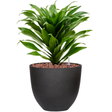 Dracaena fragrans 'Compacta' in Refined