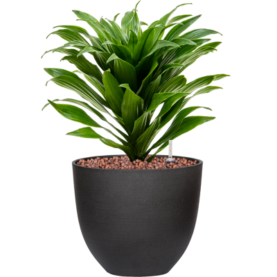 Растение в кашпо Dracaena fragrans 'Compacta' in Refined