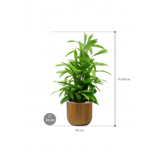 Dracaena surculosa in Capi Nature Groove