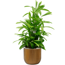 Dracaena surculosa in Capi Nature Groove