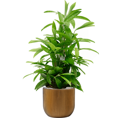 Растение в кашпо Dracaena surculosa in Capi Nature Groove