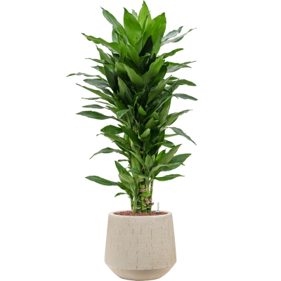 Растение в кашпо Dracaena fragrans 'Janet Lind' in Baq Raindrop