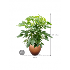 Schefflera actinophylla 'Amate' in Baq Metallic Silver leaf