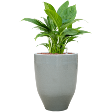 Spathiphyllum 'Gokyo' in One and Only