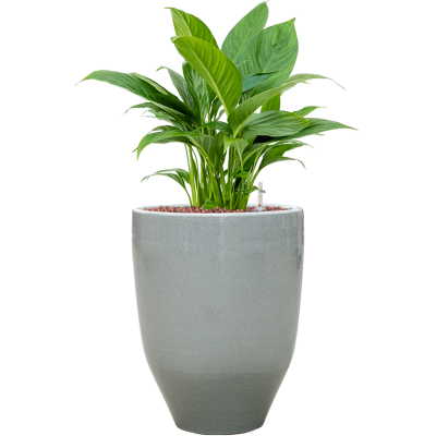 Растение в кашпо Spathiphyllum 'Gokyo' in One and Only