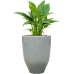 Растение в кашпо Spathiphyllum 'Gokyo' in One and Only