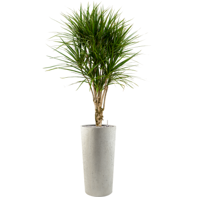 Растение в кашпо Dracaena marginata in Grigio