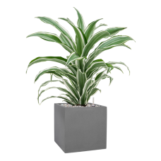 Dracaena fragrans 'White Jewel' in Natural