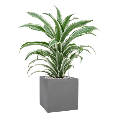 Растение в кашпо Dracaena fragrans 'White Jewel' in Natural