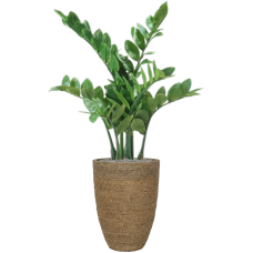 Zamioculcas in Bohemian