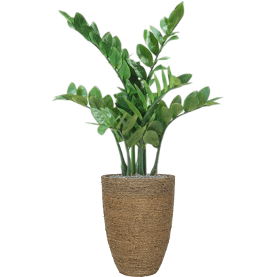 Растение в кашпо Zamioculcas in Bohemian