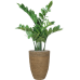 Растение в кашпо Zamioculcas in Bohemian