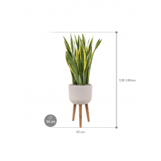 Sansevieria trifasciata 'Laurentii' in Refined Retro Feet