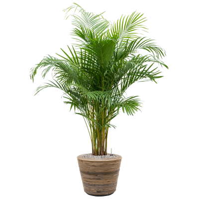 Растение в кашпо Dypsis (Areca) lutescens in Drypot Rattan Stripe