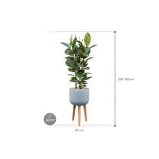 Ficus elastica 'Robusta' in Refined Retro With Feet