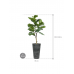 Растение в кашпо Ficus lyrata in Artstone