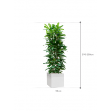 Ficus cyathistipula in Baq Line-Up