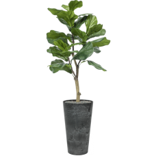 Ficus lyrata in Artstone