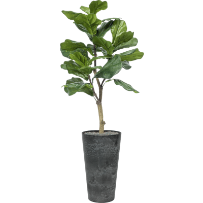 Растение в кашпо Ficus lyrata in Artstone