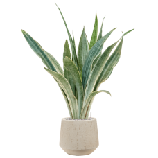 Sansevieria trifasciata 'Metallica' in Baq Raindrop