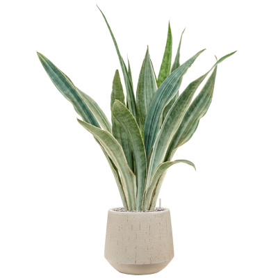 Растение в кашпо Sansevieria trifasciata 'Metallica' in Baq Raindrop