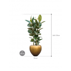 Ficus elastica 'Robusta' in Baq Metallic Silver leaf