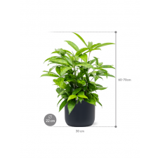 Dracaena surculosa in Baq Ease