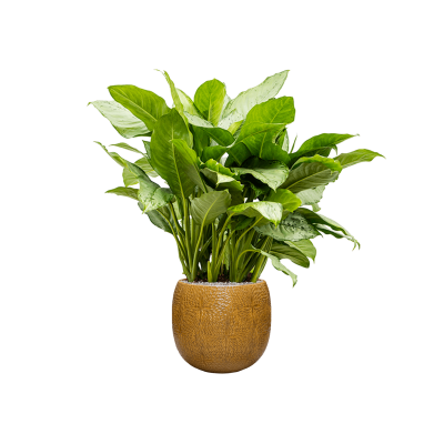 Растение в кашпо Aglaonema 'Freedman' in Marly